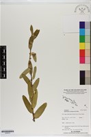 登錄號:S200015藏品圖，第1張