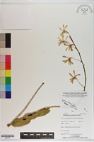 登錄號:S200017藏品圖，第1張