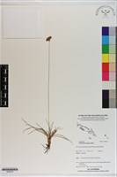 佛焰苞飄拂草藏品圖，第1張