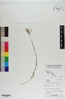 登錄號:S200024藏品圖，第1張