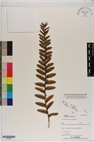 台灣竹葉蘭藏品圖，第1張