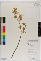 登錄號:S200026藏品圖，第1張