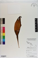 登錄號:S200027藏品圖，第1張