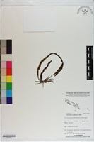 登錄號:S200028藏品圖，第1張