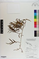 登錄號:S200029藏品圖，第1張