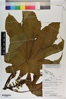 蓖麻藏品圖，第1張