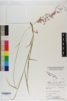 紅毛草藏品圖，第1張