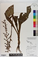 登錄號:S200032藏品圖，第1張