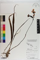 紫苞舌蘭、紫蘭藏品圖，第1張