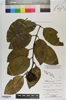 登錄號:S200034藏品圖，第1張