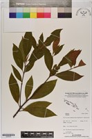 登錄號:S200035藏品圖，第1張