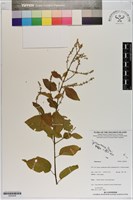 登錄號:S200036藏品圖，第1張