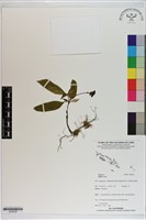 登錄號:S200038藏品圖，第1張