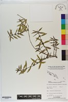 粗葉耳草藏品圖，第1張