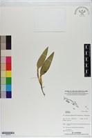 登錄號:S200043藏品圖，第1張