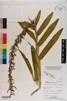 登錄號:S200045藏品圖，第1張