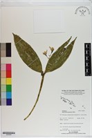 登錄號:S200046藏品圖，第1張