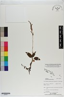 登錄號:S200047藏品圖，第1張