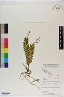 登錄號:S200049藏品圖，第1張