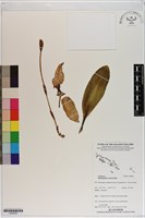 登錄號:S200050藏品圖，第1張