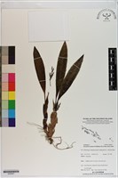 登錄號:S200051藏品圖，第1張