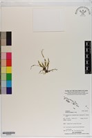 登錄號:S200052藏品圖，第1張