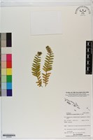 登錄號:S200055藏品圖，第1張