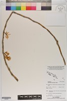 登錄號:S200056藏品圖，第1張