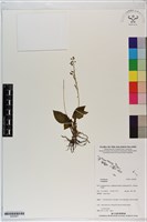 登錄號:S200057藏品圖，第1張