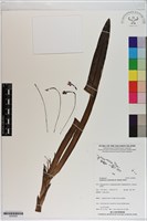 登錄號:S200062藏品圖，第1張