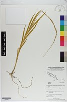 登錄號:S200063藏品圖，第1張