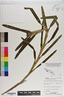 登錄號:S200064藏品圖，第1張