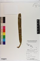 登錄號:S200065藏品圖，第1張