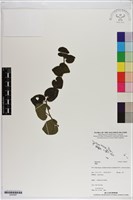 登錄號:S200067藏品圖，第1張