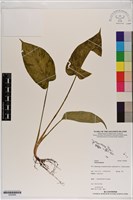 登錄號:S200068藏品圖，第1張