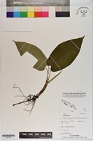 登錄號:S200069藏品圖，第1張