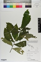 登錄號:S200070藏品圖，第1張