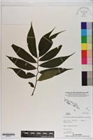 登錄號:S200071藏品圖，第1張