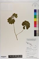 爪哇天胡荽藏品圖，第1張