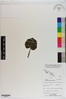 登錄號:S200074藏品圖，第1張