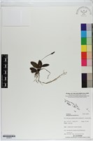 登錄號:S200075藏品圖，第1張