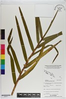 登錄號:S200077藏品圖，第1張