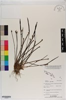 登錄號:S200078藏品圖，第1張