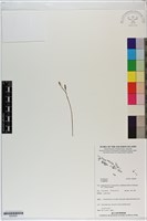 登錄號:S200081藏品圖，第1張