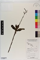 登錄號:S200082藏品圖，第1張