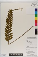 登錄號:S200084藏品圖，第1張