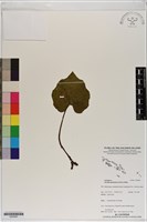 登錄號:S200087藏品圖，第1張