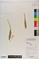 登錄號:S200090藏品圖，第1張