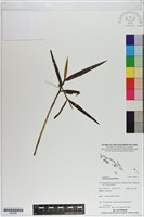 登錄號:S200091藏品圖，第1張