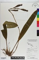 登錄號:S200092藏品圖，第1張